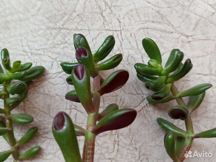 Крассула хоббит, отростки