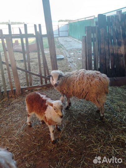 Баран, овца+ягненок