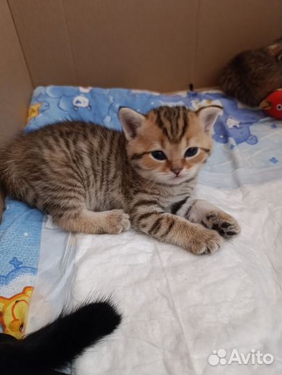 Шотландские котята