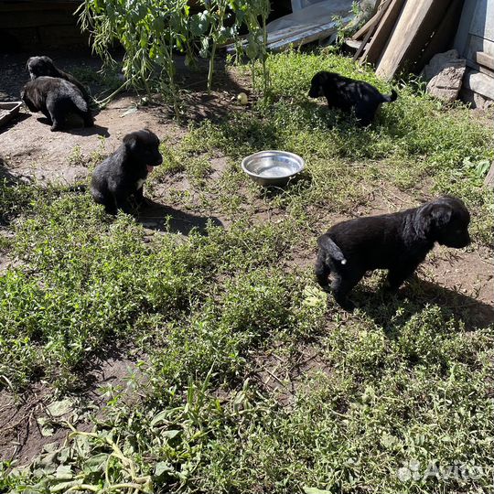 Щенята бесплатно