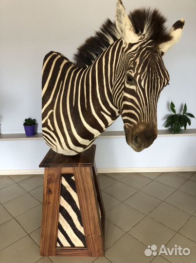 Голова Зебры