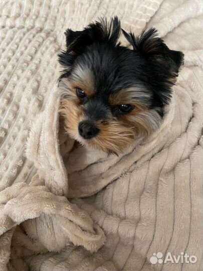 Йоркширский терьер вязка мальчик