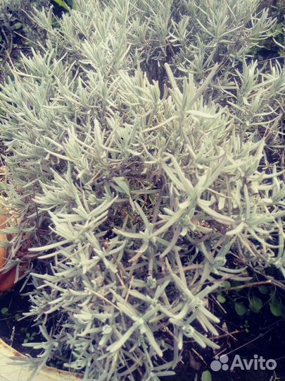 Рассада клубники