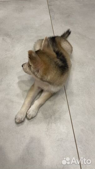 Собака хаски