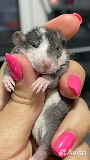 Малыш Дамбо рекс