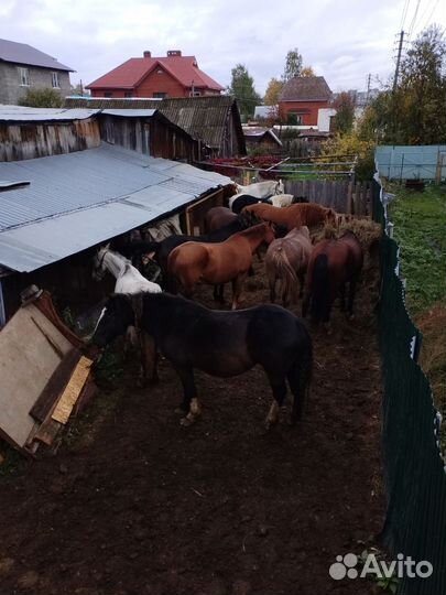 Крупные Кобылы