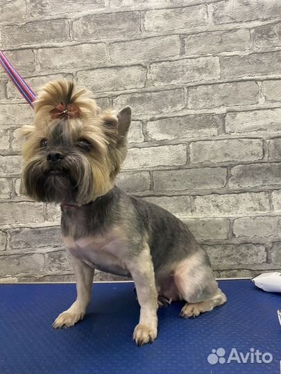 Стрижка собак. Грумер. Шпиц. Йорк. Мальтезе