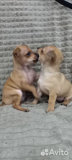 Мини той-терьер