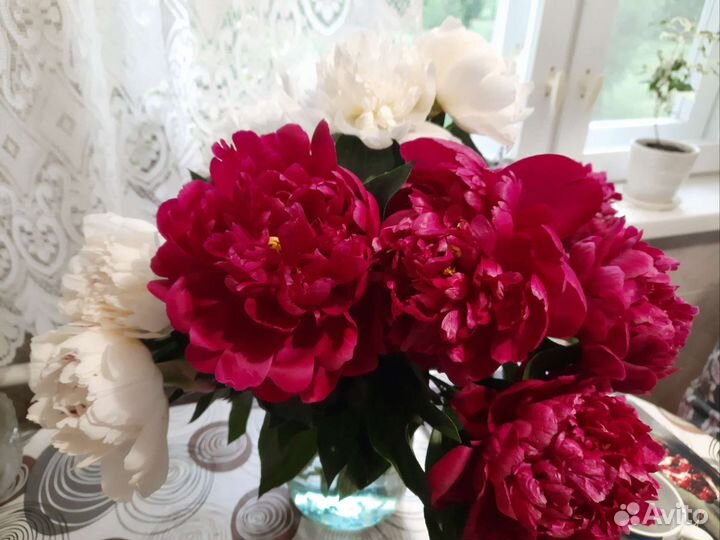 Пион сортовой без названия (цвет фуксия)