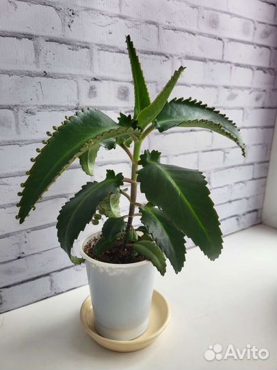 Каланхоэ, денежное дерево