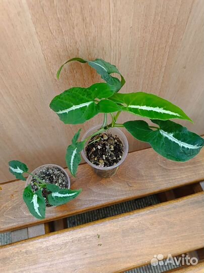 Разные комнатные