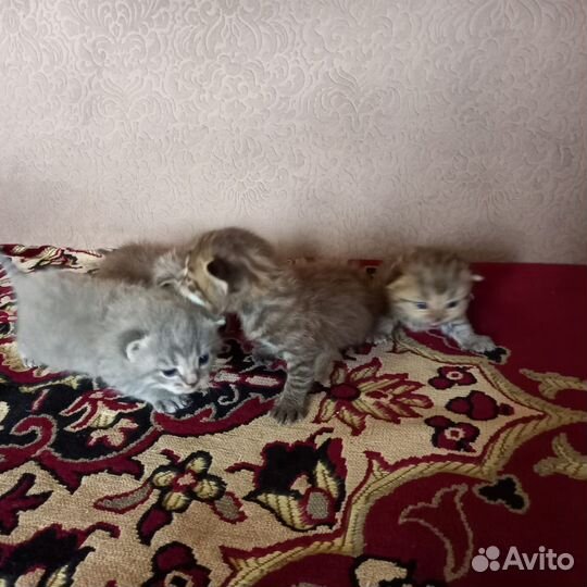 Шотландские котята