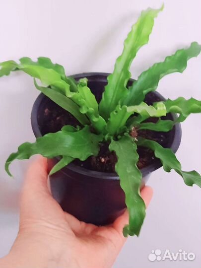 Папоротник Осака, Аспарагус Шпренгера, Мейера