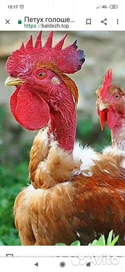 Животные птица