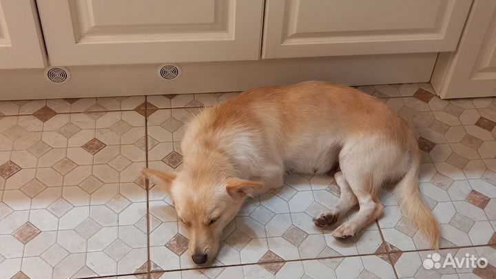 Собака в добрые руки