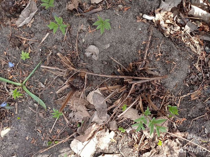 Крупномеры папоротника-страусника,саженцы грецкого