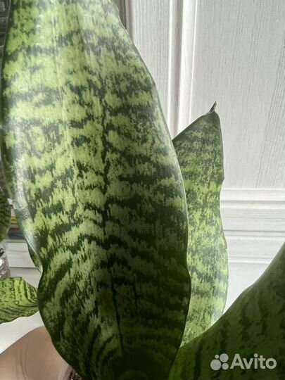 Сансевиерия Ларензи