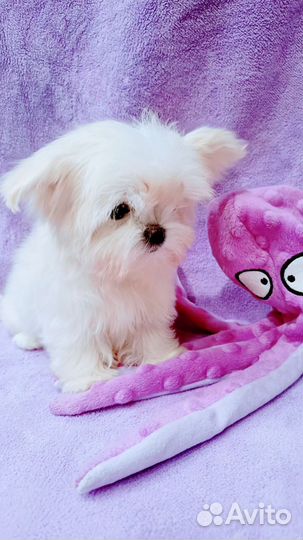 Кукольная Микро девочка.Мальтезе Корея