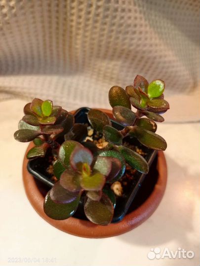 Крассула минор, плауновидная