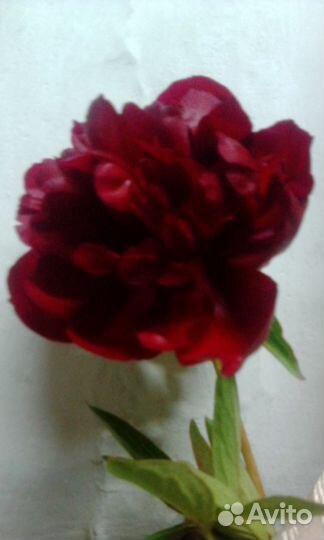 Корни пионов