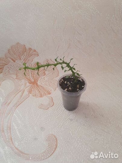 Комнатные растения