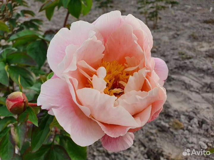 Пион сортовой пионы сортовые