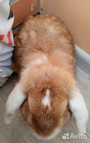 Отдам декоративного кролика в хорошие руки