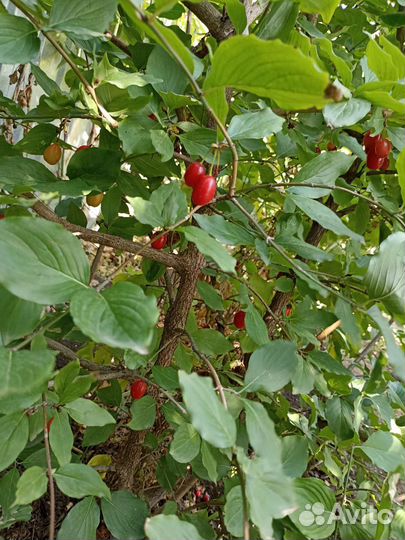 Кизил, деревья, 3 года, начали плодоносить 1 год