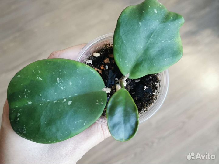 Хойя Хойи с ростами