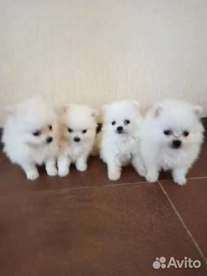 Щенки померанского шпица