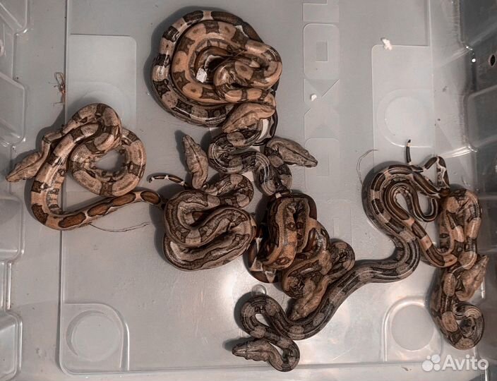 Императорский удав