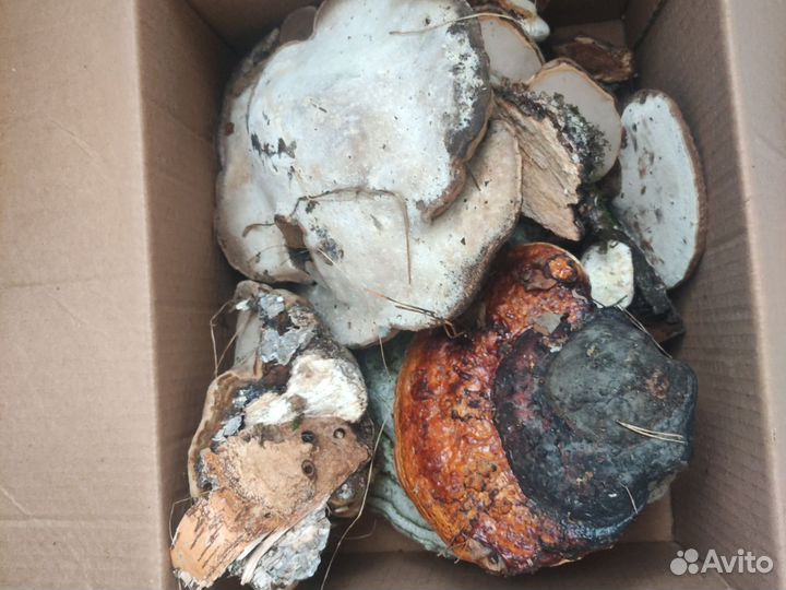 Березовый трутовик