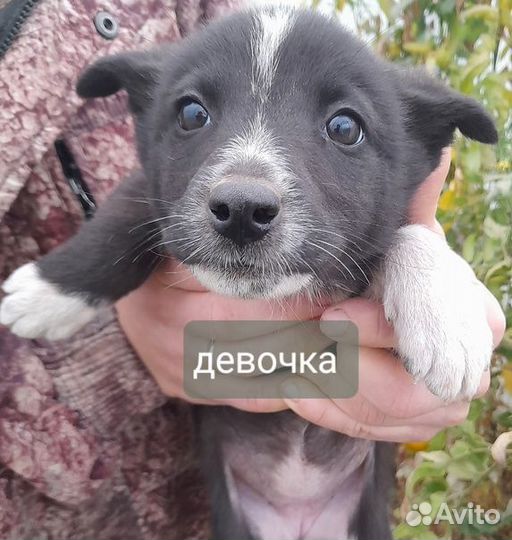 Щенки в добрые руки