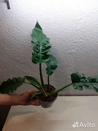 Филодендрон нэрроу escape