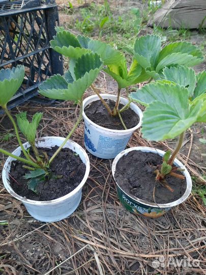 Рассада клубники