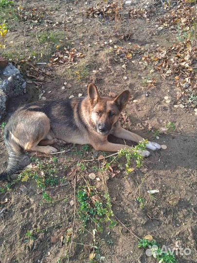 Метис немецкой овчарки