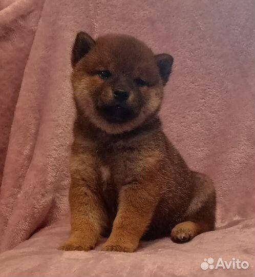 Сиба(шиба) ину