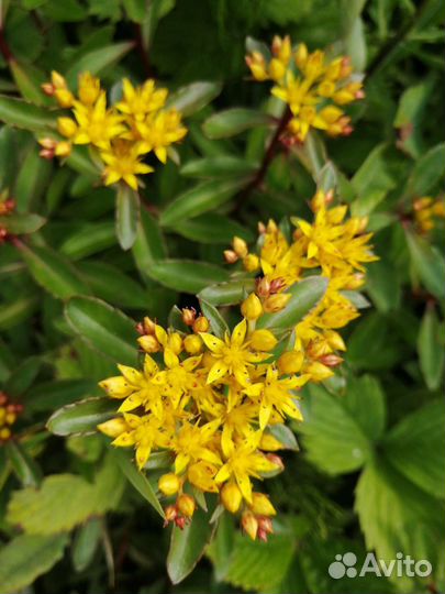 Очиток, ирисы, лук порей, перец