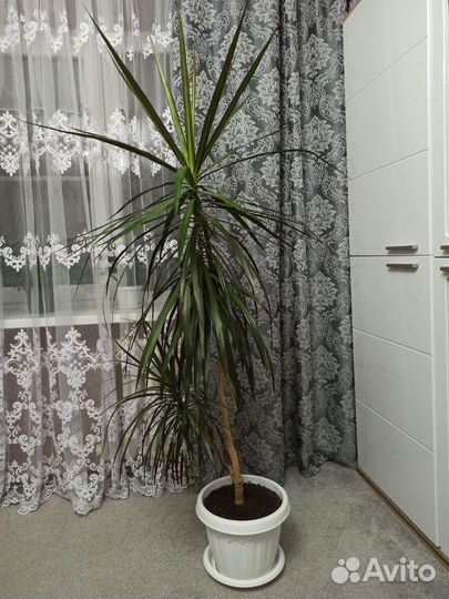 Пальма драцена