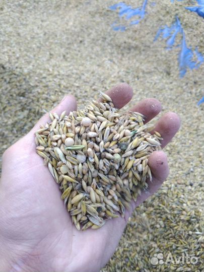 Овес горох смесь