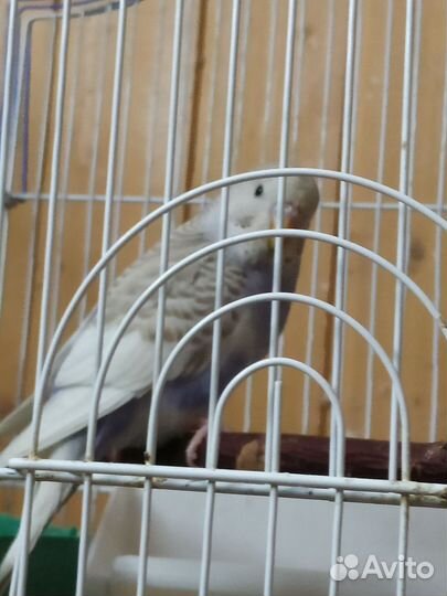 Попугайчики домашнего разведения