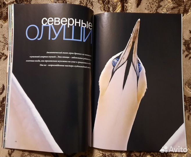 Журнал National Geographic август 2012