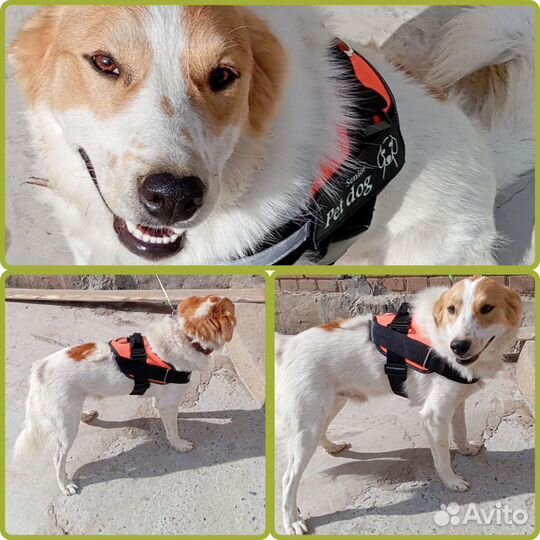 Хороший Мальчик