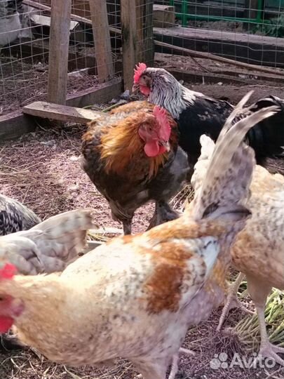 Молодые петушки