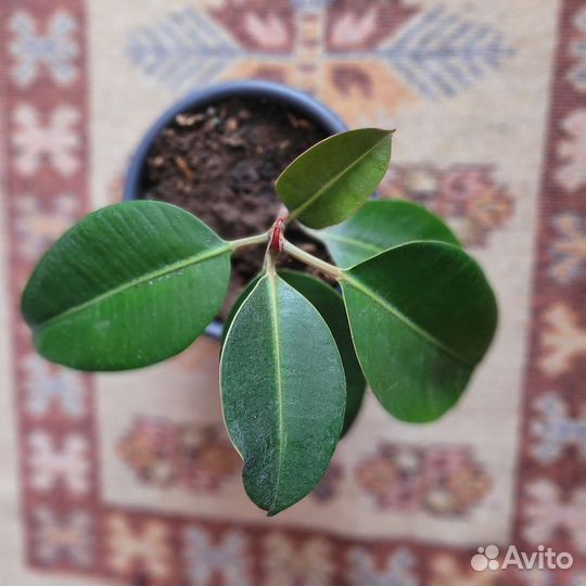 Фикус каучуконосный