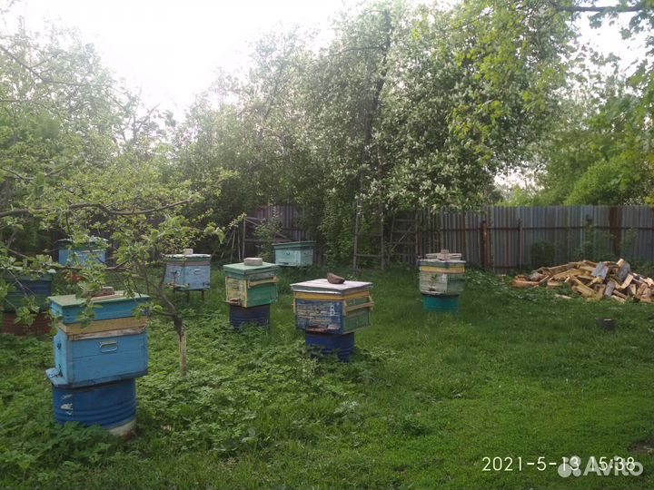 Продам пчелосемьи