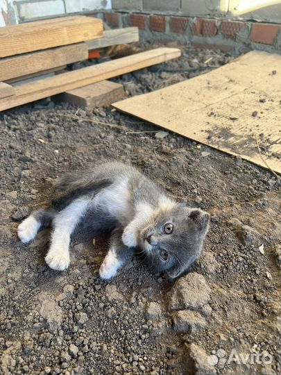 Отдам в добрые руки котенка