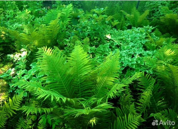 Продам красивейший папоротник страусово перо