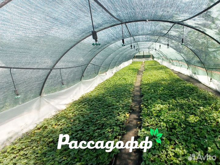 Рассада клубники. Фриго