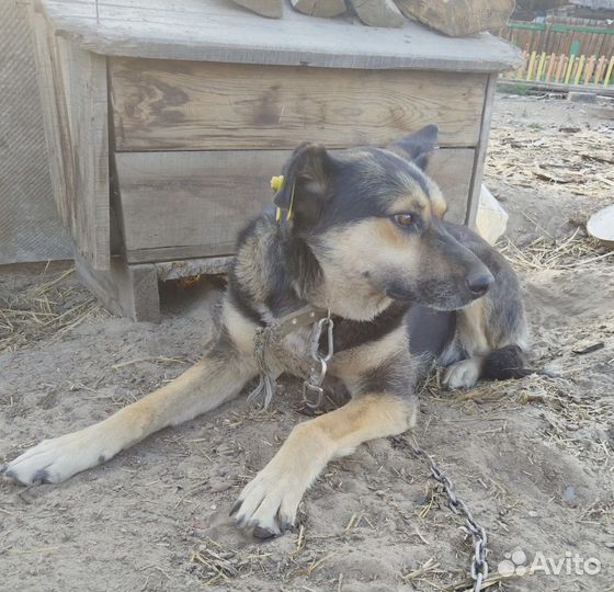 Собака стерилизованная